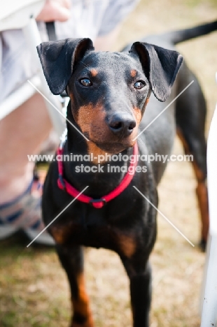 English Toy Terrier