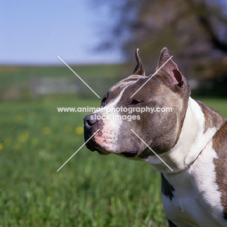 kodiak's kid chuttley, american staffordshire terrier, side view portrait 