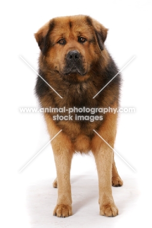 Australian Champion Tibetan Mastiff standing in studio