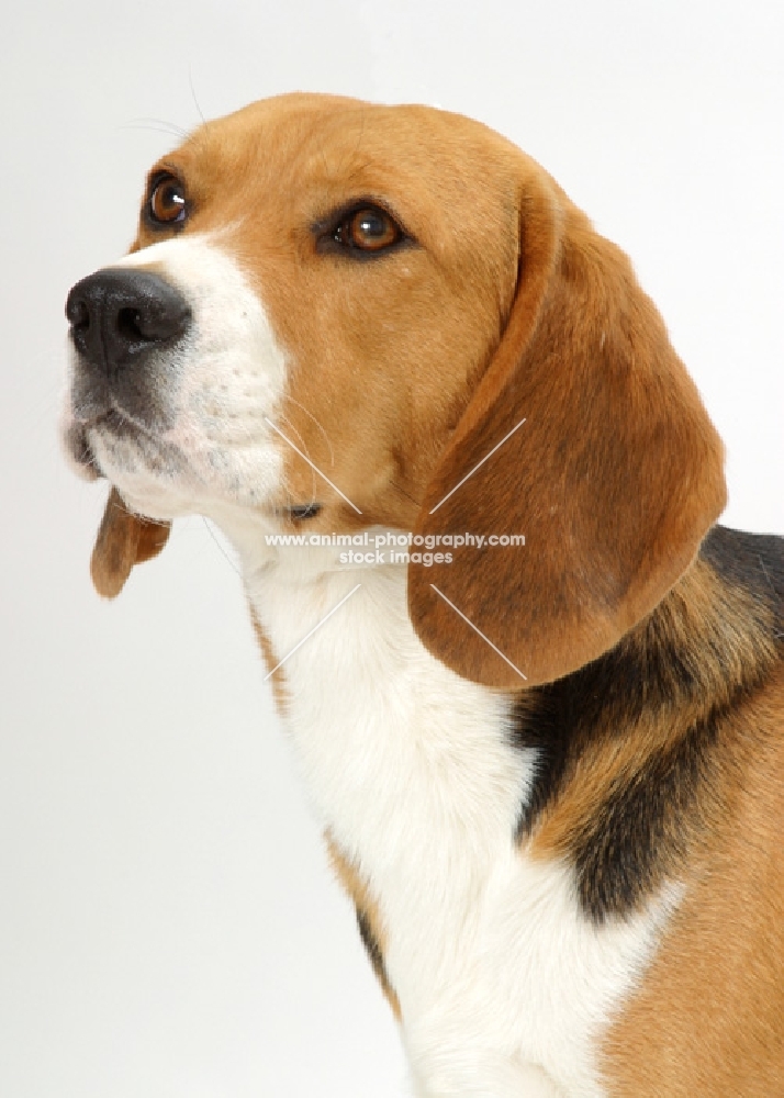 beagle on white background, looking ahead