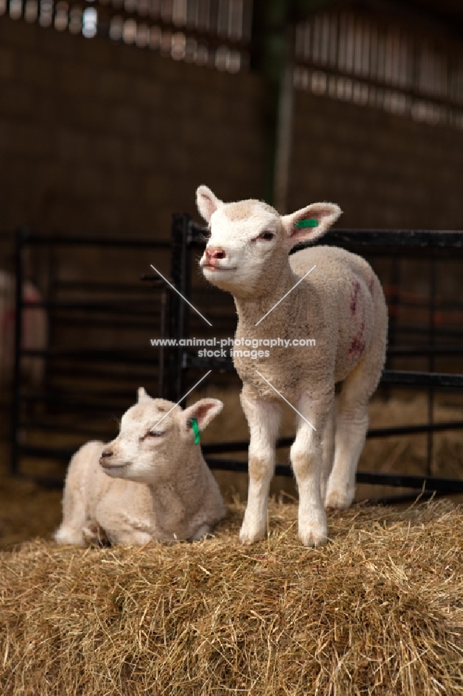 Lambs resting on some hay in the sun.