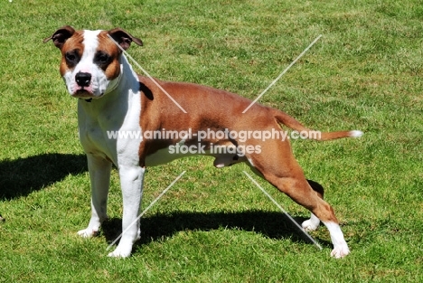 American Staffordshire Terrier