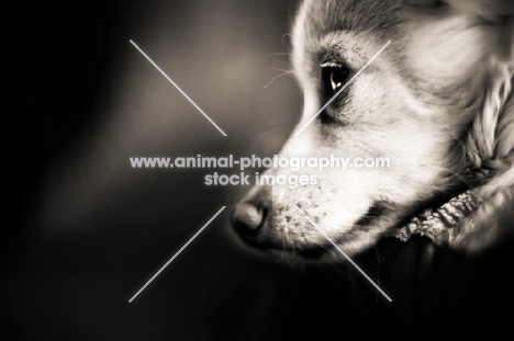 Chihuahua resting head on pillow