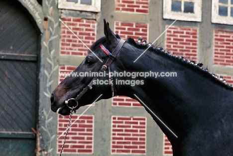 mamori xx, german thoroughbred