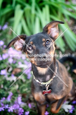 mixed breed sitting in purple flowers