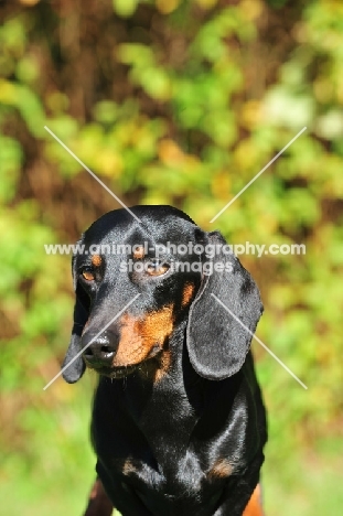 shiny smooth miniature Dachshund