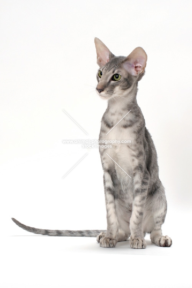 Oriental Shorthair sitting, blue spotted tabby colour
