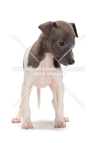 Italian Greyhound puppy, looking away