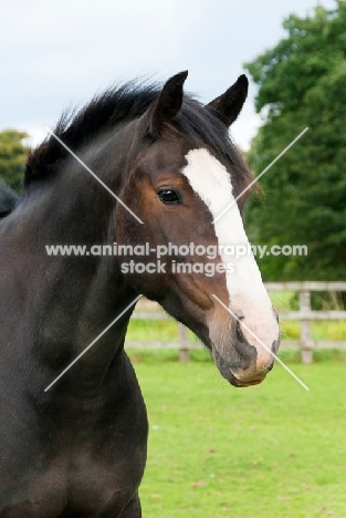 Portrait of brown Cob in green field