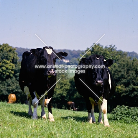 two holstein friesian cows looking at camera
