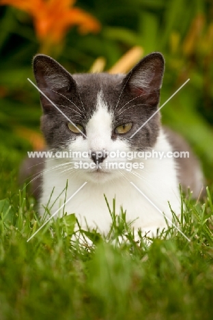 gray and white cat in garden