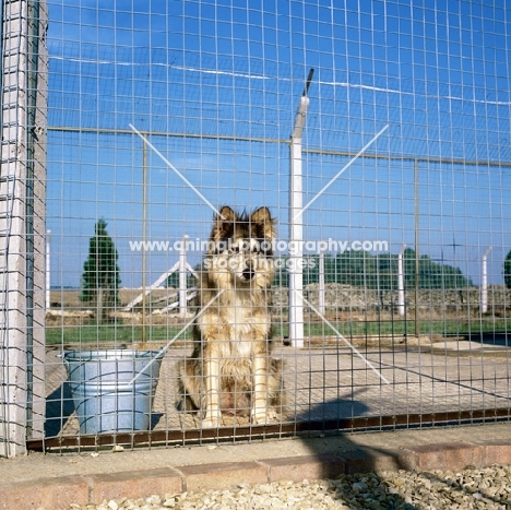 dog in quarantine kennel