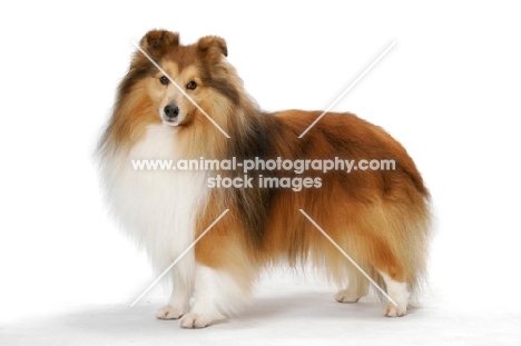 champion Shetland Sheepdog, side view