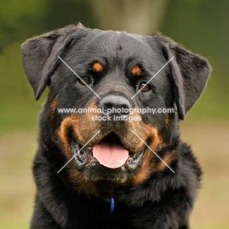 young male rescued rottweiler