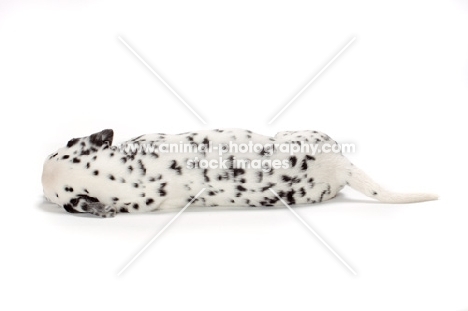 Damatian puppy sleeping on white background