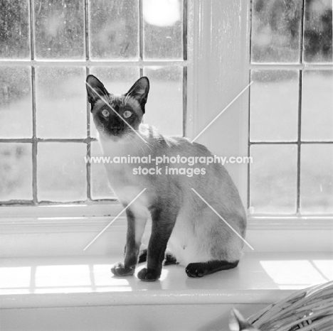 seal point siamese cat near window