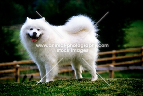 champion samoyed, Ch Lucky Star of Ostyak