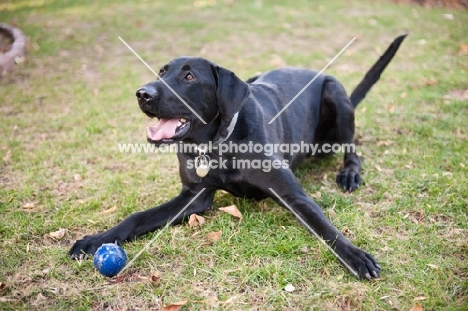 Black Lab lying on grass waiting for ball to be thrown.