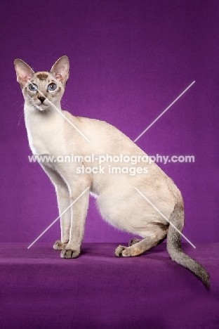 Siamese