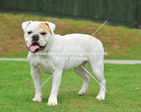 American Bulldog