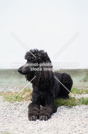 Black standard poodle lying down