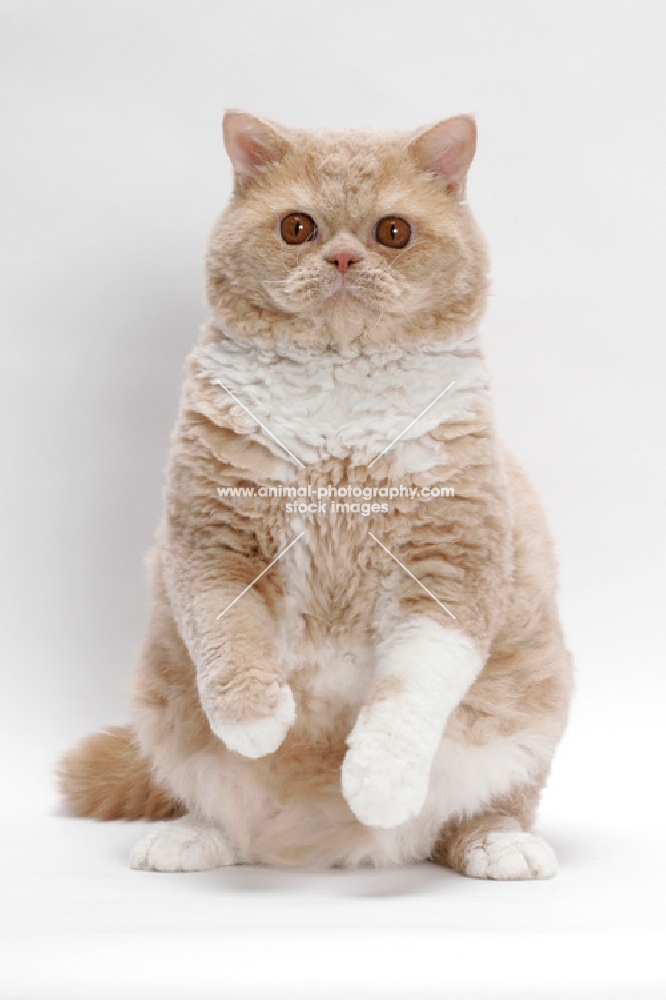 Selkirk Rex on white background, Cream Classic Tabby & White, on hind legs