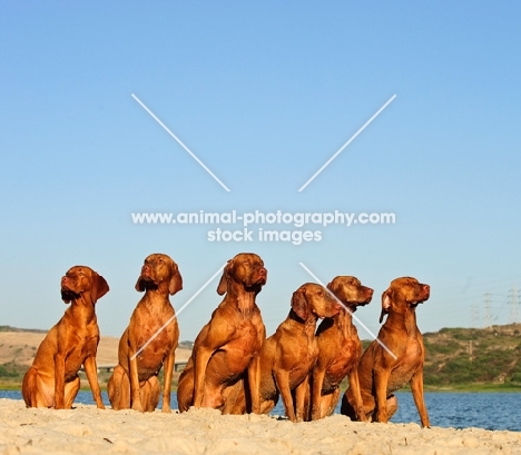 group of six Hungarian Vizslas