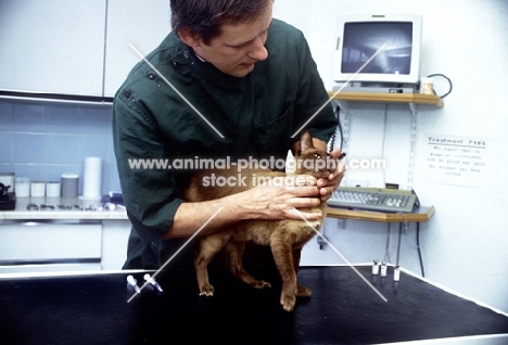 vet, neil forbes, examining cat