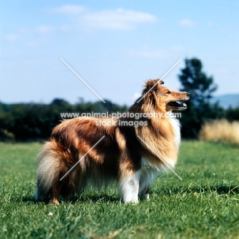 shetland sheepdog in field
