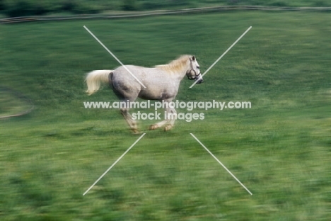 Lipizzaner colt cantering at piber




olt at piber