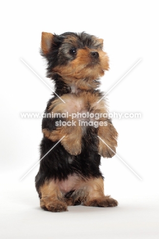 curious Yorkshire Terrier puppy on white background