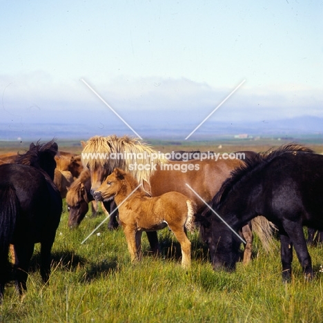 Iceland Horses, mares and foal at Olafsvellir