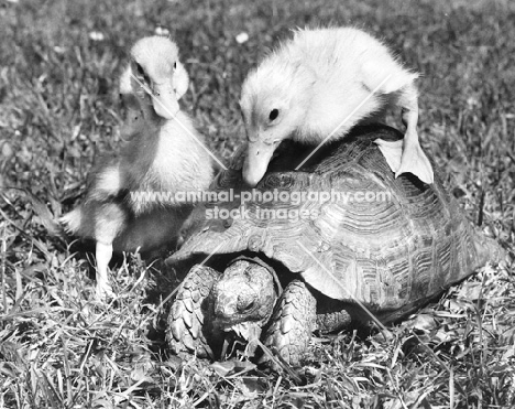 Ducklings with a Tortoise
