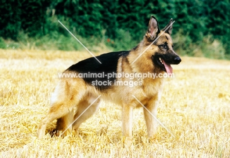 german shepherd dog standing in a stubble field