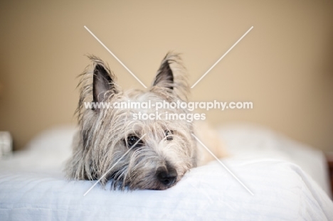Scruffy wheaten Cairn terrier lying on bed, resting head.