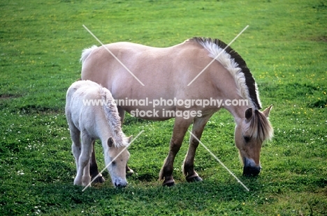 fjord mare and foal grazing