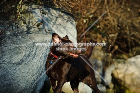 Chocolate Lab running by rocks.