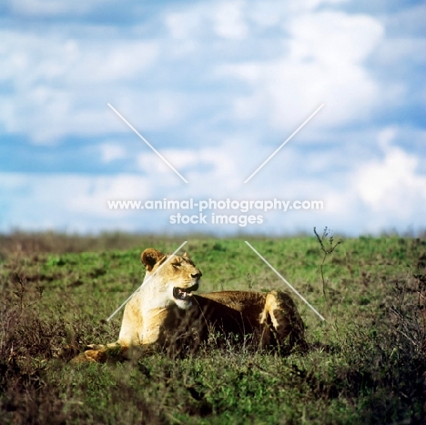 lioness lying on grass in amboseli national  park 