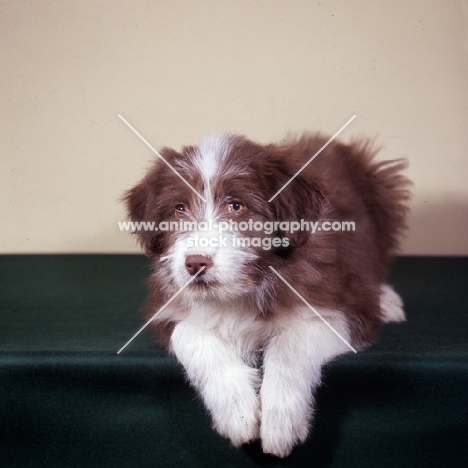 Willison's barrapol at 3 months bearded collie puppy lying