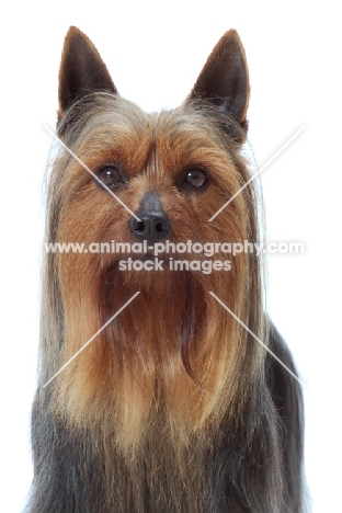 blue and tan Australian Champion Silky Terrier, portrait on white background