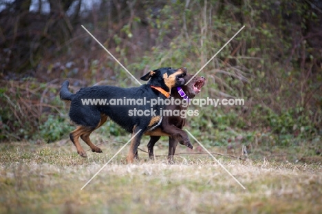 chocolate Labrador retriever and mongrel dog playing in a natural environment