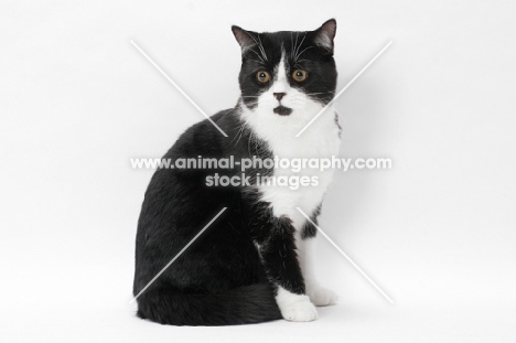 British Shorthair sitting down