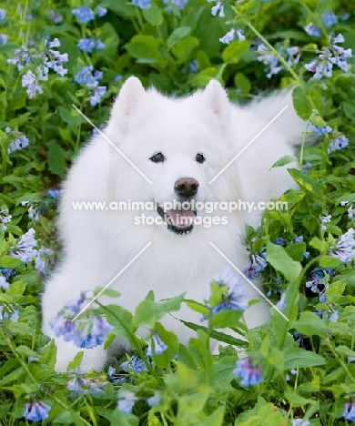 Samoyed amongst greenery