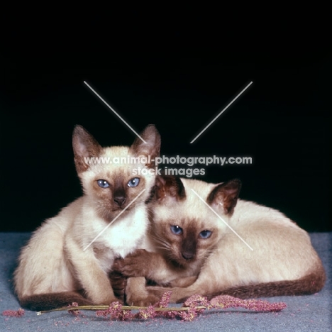 two seal point siamese kittens