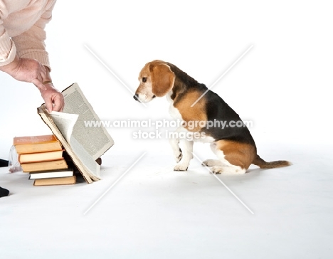 Beagle reading book