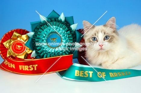 blue bi-colour ragdoll kitten with rosettes