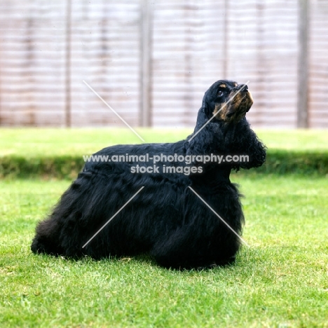 champion american cocker spaniel looking up, am ch sh ch windy hill & dur-bet tis patti of sundust