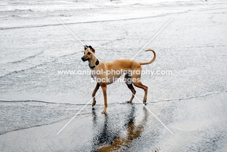 Lurcher on walking on beach, all photographer's profit from this image go to greyhound charities and rescue organisations
