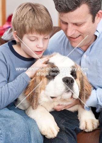 young Saint Bernard with boy and man