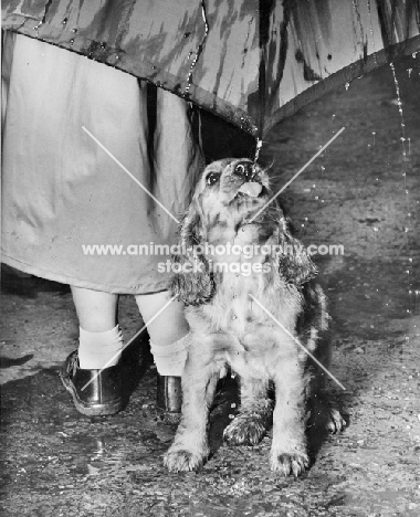 Cocker Spaniel puppy drinking drops from umbrella